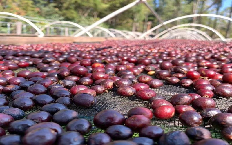 Home Espresso Machine Bean Selection Guide: Choosing Cost-Effective Flavors by Roast Level