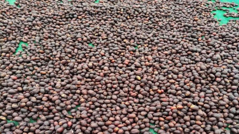耶加雪菲精品咖啡豆精选：品种、产区、处理法与市场价格全解析