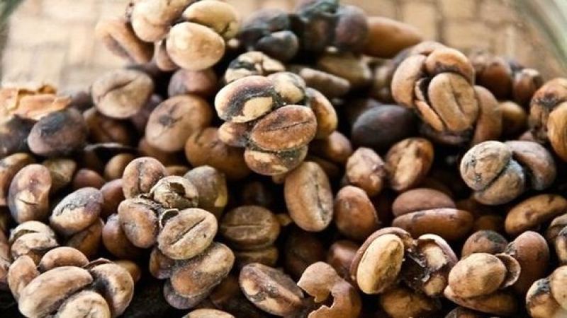 Is Kopi Luwak Considered Specialty Coffee? An Analysis of the Flavor Characteristics and Origin Story of Civet Coffee

