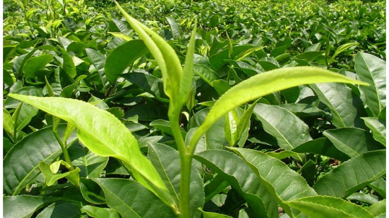 有机红茶与普通红茶风味是否相同？有机认证就等于高品质？解析可持续茶园与优质品牌
