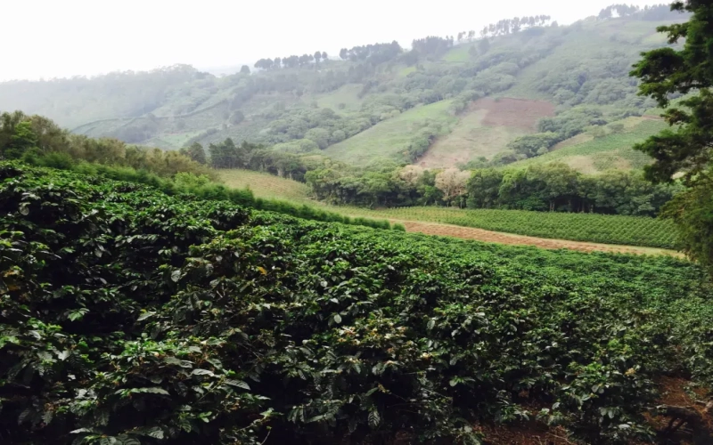 探秘哥斯达黎加塔拉珠高地：沃庄园Finca Voo的咖啡种植与COE竞赛佳绩