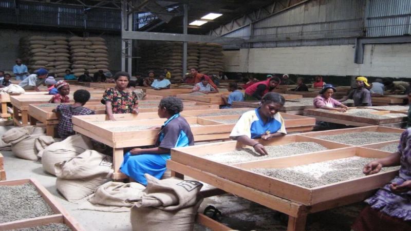 PNG Coffee Grades | How Are Papua New Guinea Coffee Beans Graded? What Are the Characteristics of Sigri Estate Bird of Paradise Washed Coffee?