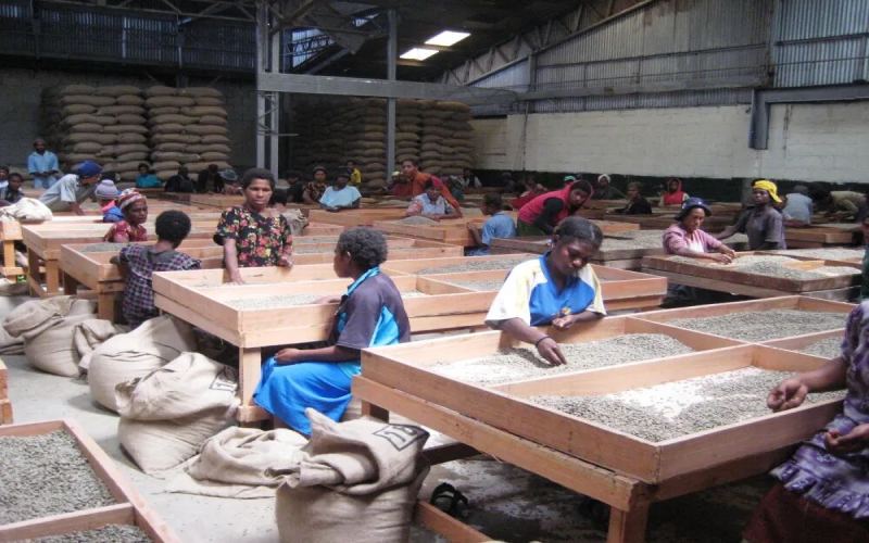 PNG Coffee Grades | How Are Papua New Guinea Coffee Beans Graded? What Are the Characteristics of Sigri Estate Bird of Paradise Washed Coffee?