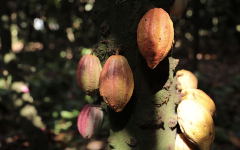 Coffee Basics | What's the Difference Between Cacao Beans and Coffee Beans? Where Does the Cacao Flavor in Coffee Beans Come From? Recommended Dark Roast Coffee Beans with a Dark Chocolate Cacao Flavor