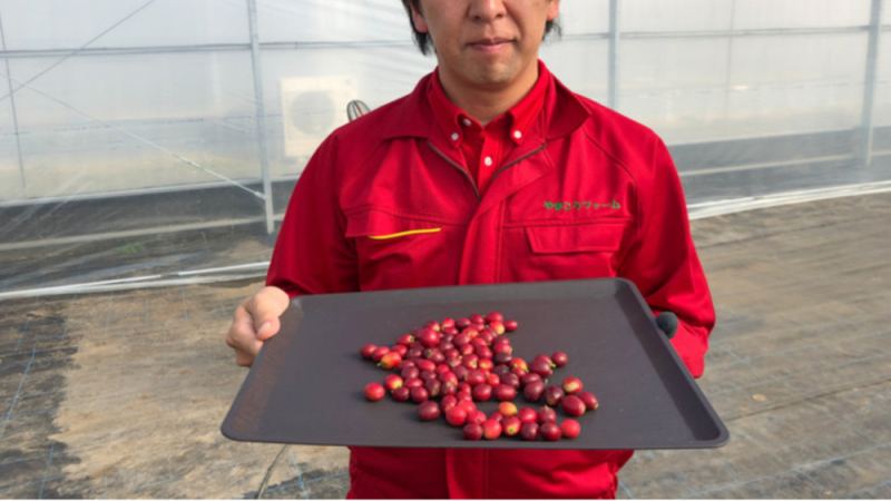日本本土咖啡豆首次实现量产预售，温室栽培成本高昂每公斤约1500元