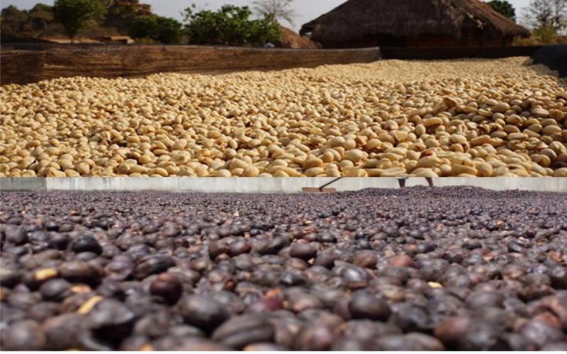 Entry-Level Manual Grinder Coffee Bean Recommendations | Why Do All Coffee Newbies Fall in Love with Yirgacheffe? What Makes Yirgacheffe Single-Origin Beans So Special?