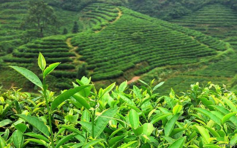 尼泊尔高山红茶正宗风味解析：口感特点、产区季节与品牌价格参考
