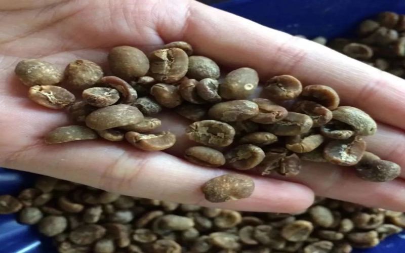 陈年豆究竟为何物？陈年曼特宁有何特别？咖啡陈化处理全解析
