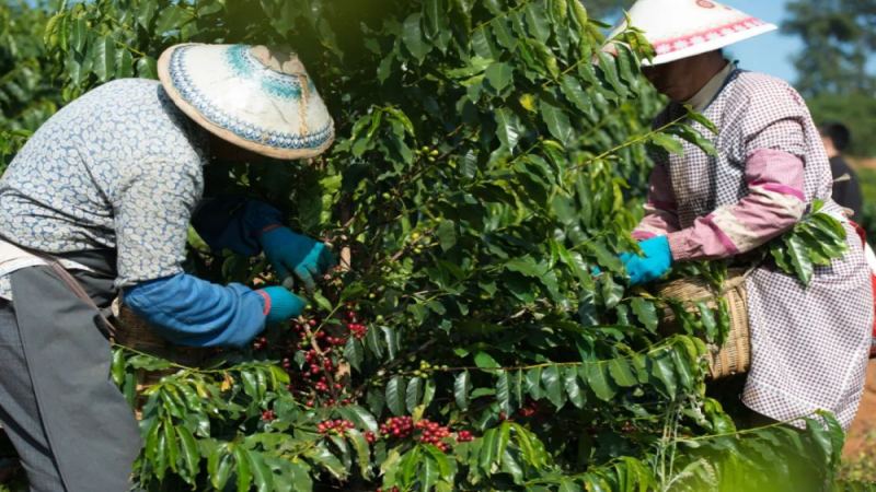 Yunnan Coffee Brands Overview and Full Analysis of Variety Characteristics Across Three Major Producing Regions