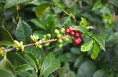 Yunnan Typica Coffee: Origins and Varietal Traits