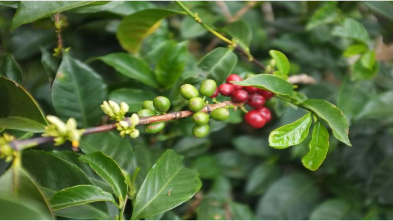 The Origins of Yunnan Coffee and the Typica Variety: A Full Analysis of the Brewing Flavor of Arabica Coffee