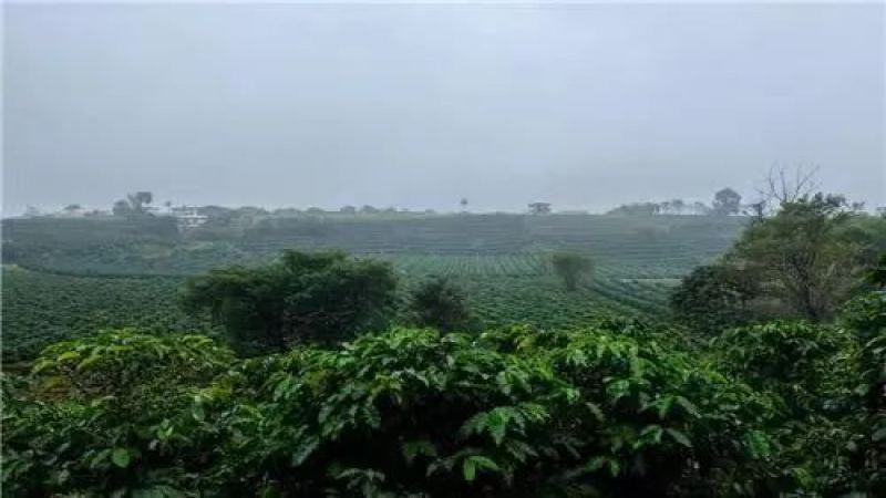 哥斯达黎加塔拉珠米拉苏庄园：草莓糖咖啡豆与葡萄干蜜处理全解析