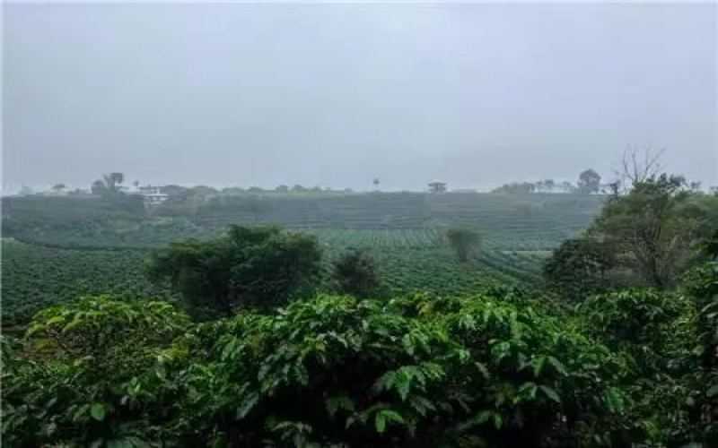 哥斯达黎加塔拉珠米拉苏庄园：草莓糖咖啡豆与葡萄干蜜处理全解析