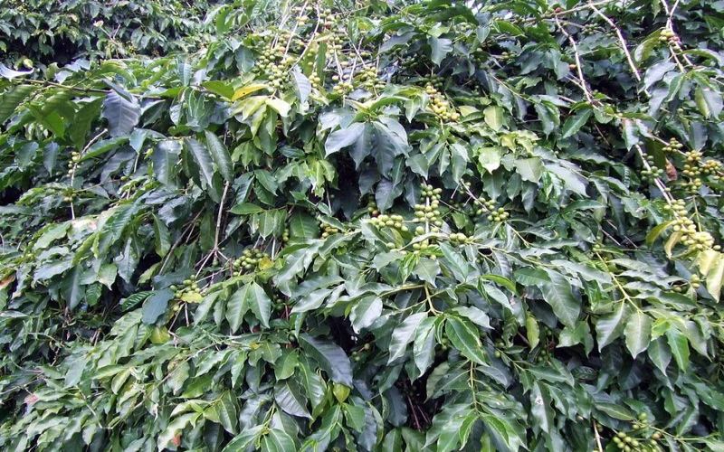 Fruity Coffee Bean Recommendations: The Flavor Rhythm from Roast to Cup