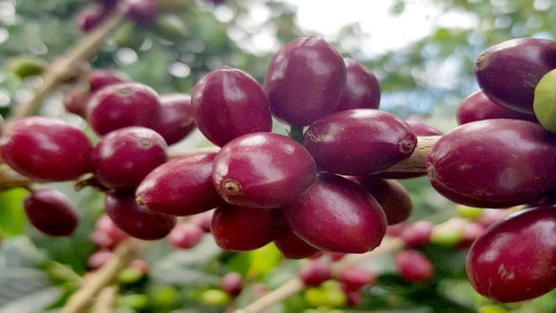 Yirgacheffe SOE Coffee Beans: How You Drink It Depends on the Roast Level