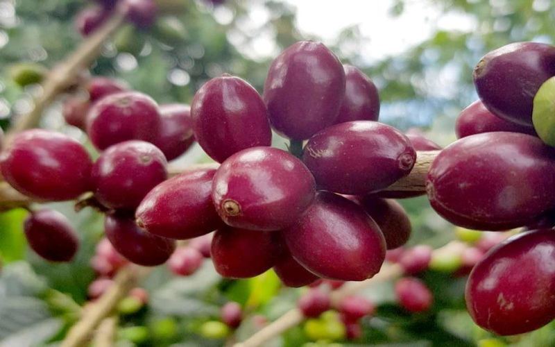 The Flavor Window of Honey-Processed Beans: How to Plan from Opening the Bag to the Last Cup
