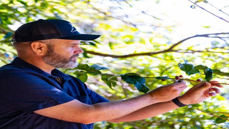When to start drinking Americano coffee beans: understanding the peak aroma and storage rhythm