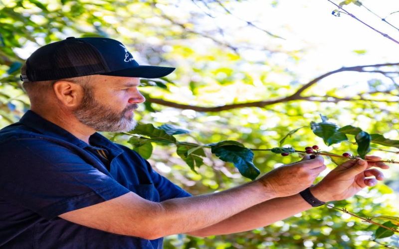 When to start drinking Americano coffee beans: understanding the peak aroma and storage rhythm