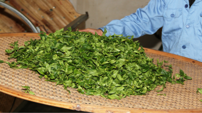 凤凰单丛姜花香老枞：香气特征解析与正宗辨别方法