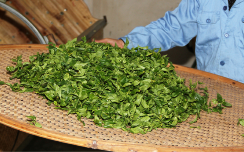凤凰单丛姜花香老枞：香气特征解析与正宗辨别方法