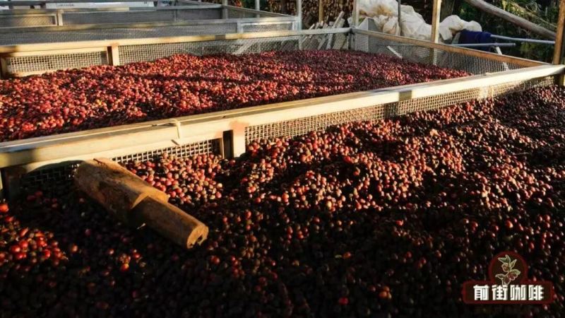 Introduction to Coffee Bean Processing Methods｜How Do Sun-Dried and Washed Coffee Beans Differ in Taste? What Causes the Flavor Differences Between Sun-Dried and Washed Coffee Beans?