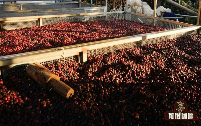 Introduction to Coffee Bean Processing Methods｜How Do Sun-Dried and Washed Coffee Beans Differ in Taste? What Causes the Flavor Differences Between Sun-Dried and Washed Coffee Beans?