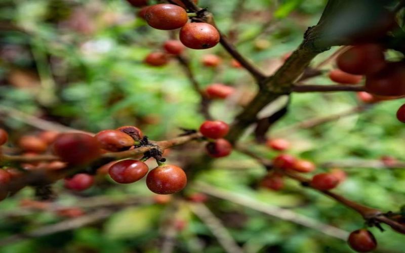 粉红波旁咖啡品种全解析：从基因特性、种植难点到哥伦比亚与危地马拉产区风味