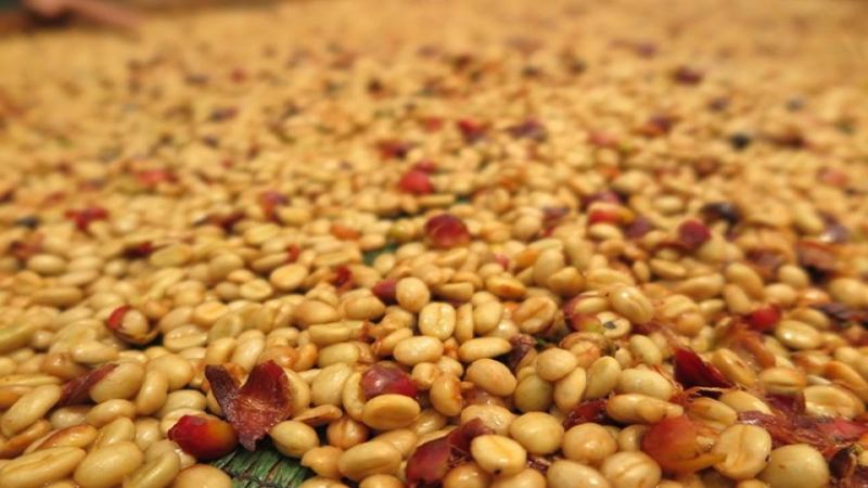 哥斯达黎加蜜处理咖啡豆精选推荐：黑蜜处理工艺全流程详解
