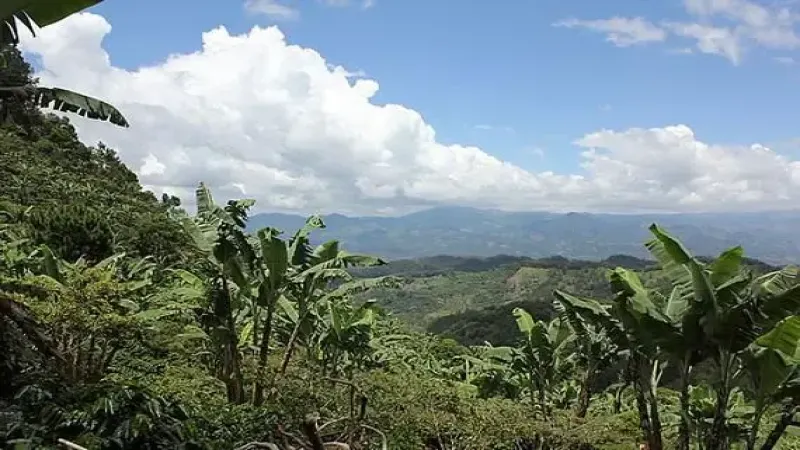 中美洲高山极硬豆之选：危地马拉薇薇特南果水洗咖啡豆入门指南