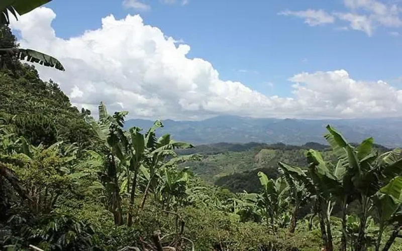 中美洲高山极硬豆之选：危地马拉薇薇特南果水洗咖啡豆入门指南