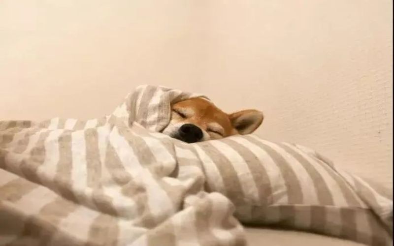 雀巢在东京开了一家睡眠咖啡馆，睡前先喝杯低因咖啡再小睡