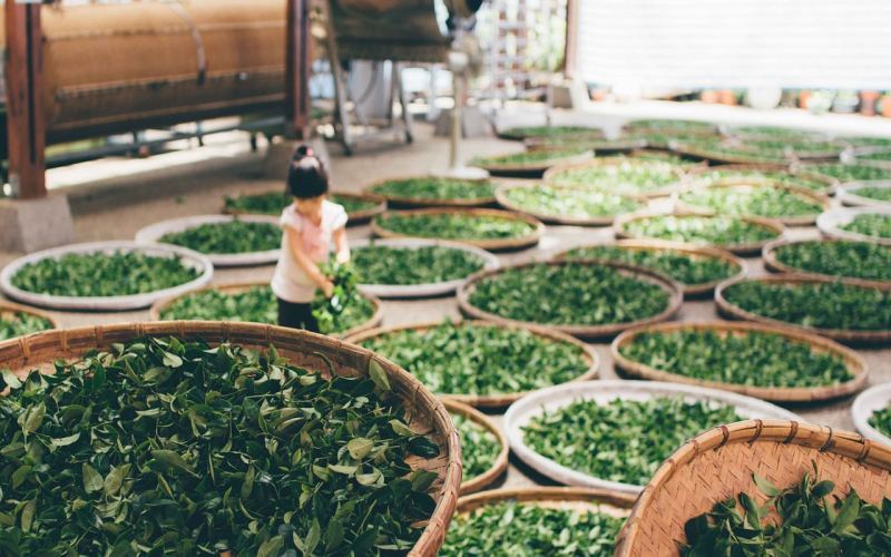 茶叶加工工艺全流程详解：红茶、黄茶、黑茶制法差异与风味成因