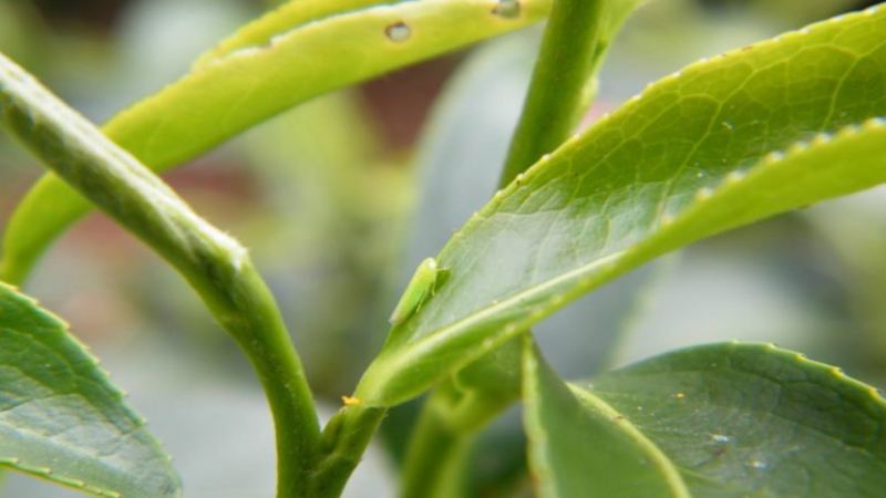 台湾蜜香红茶与金萱茶品质解析：如何凭香气特征辨别正宗风味