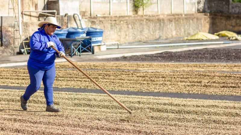 Brazilian Pulped Natural Processing Explained: The Pulped Natural Method and Its Similarities and Differences with Costa Rican Honey Processing