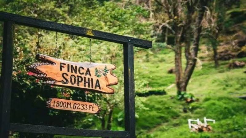 A Complete Guide to Geisha Coffee Beans: From Ethiopian Origins to Panama's Hacienda La Esmeralda Pour-Over Flavor Guide