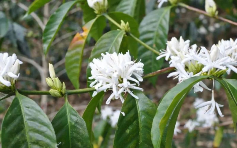 A Comprehensive Guide to Hacienda La Esmeralda Geisha: From Variety Origins to Red, Green, and Blue Label Grades and Pour-Over Parameters