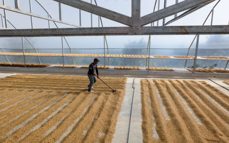 哥斯达黎加咖啡产区全解析：从塔拉珠到三水河的精品风味与地理密码