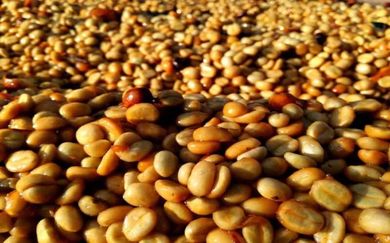 蜜处理咖啡豆加工全流程解析：果胶保留比例如何塑造风味与选购指南