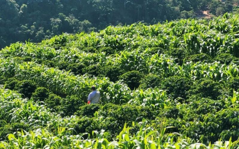 巴西咖啡产区布局与米纳斯州种植优势全解析