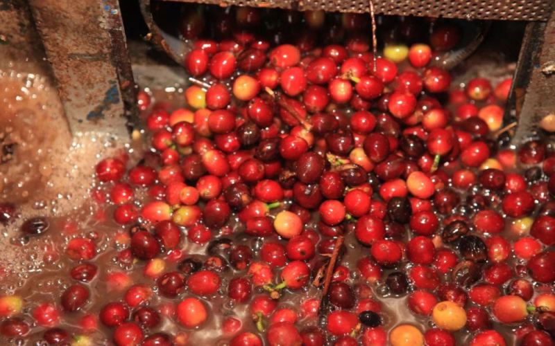Yunnan Premium Coffee Beans | Is Yunnan Coffee a Raw Material for Instant Coffee? Recommended High-Value Yunnan Pour-Over Coffee Beans Loved by Seasoned Coffee Fans