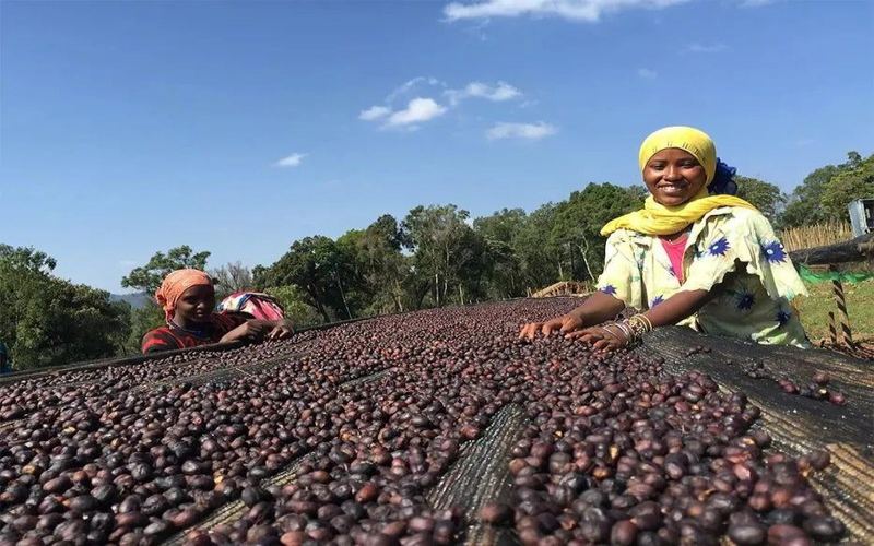 How to Choose Between Espresso Blends and SOE: Balancing Budget and Drinking Frequency