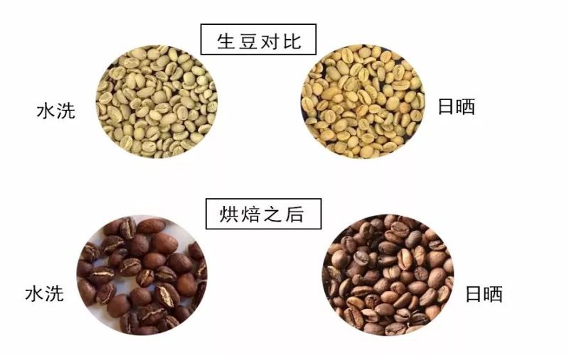 耶加雪菲水洗与日晒处理法差异解析及日晒豆冲煮要点