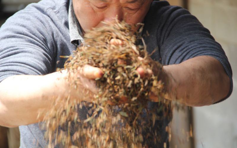正山小种为何带甜果香？三大风味类型与传统特征全解析