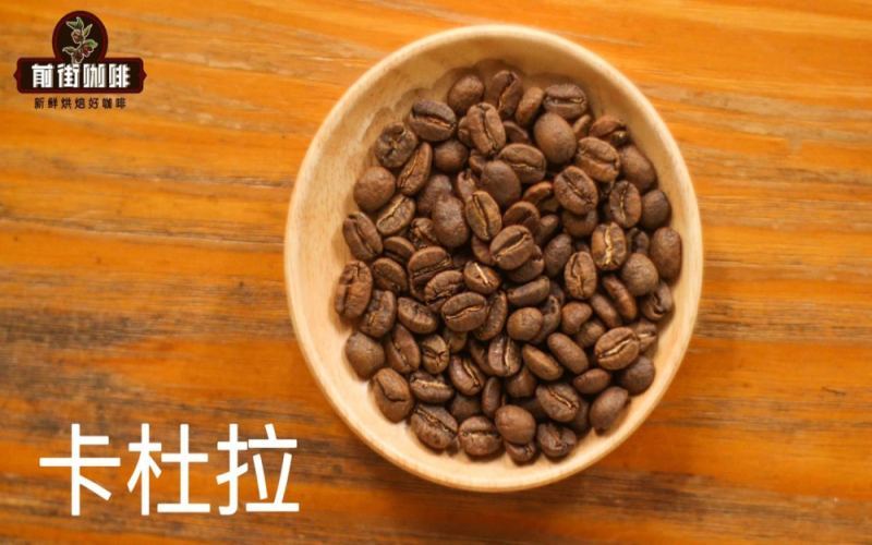 卡杜拉是阿拉比卡家族成员吗？品种起源、风味特征与冲煮要点全解析