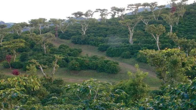 危地马拉安提瓜拉米妮塔庄园花神咖啡豆：产区风土与风味全解析