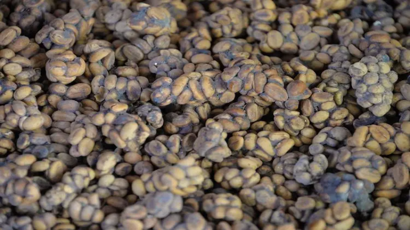 Coffee Beans for Moka Pot Lattes: Balancing Budget and Drinking Frequency
