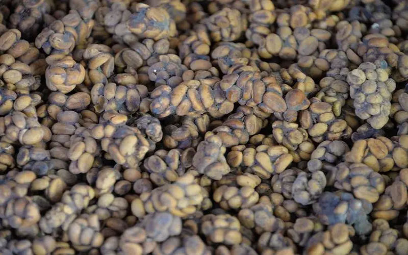 Coffee Beans for Moka Pot Lattes: Balancing Budget and Drinking Frequency
