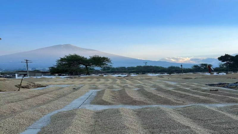 哥斯达黎加蜜处理咖啡豆风味与处理工艺全解析：从半日晒到黄红黑蜜