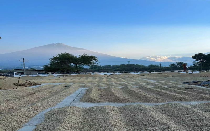 哥斯达黎加蜜处理咖啡豆风味与处理工艺全解析：从半日晒到黄红黑蜜