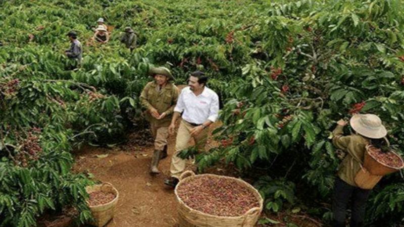 Vietnam Coffee Production Set to Drop 20% on Climate Impact